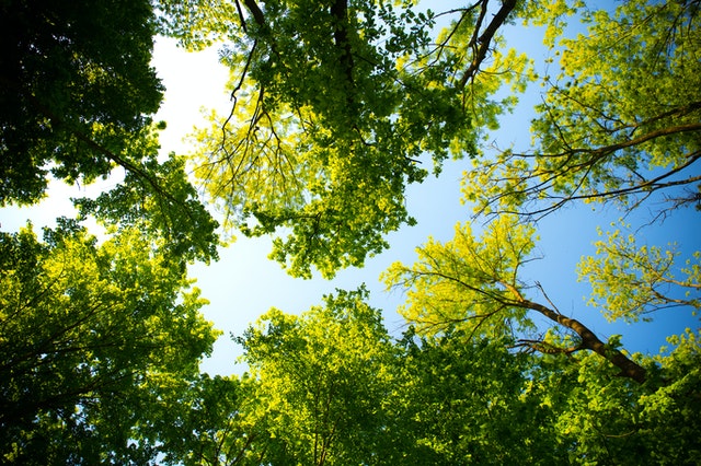 songirijoto.com,trees and blue sky